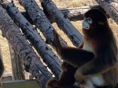 -西霞口神雕山野生动物世界