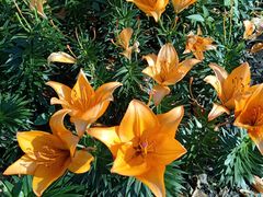 -长春公园(普阳街道)