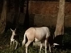 -清迈夜间动物园