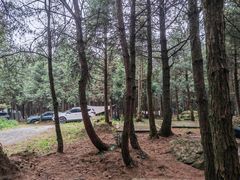 -重庆睡佛山森林公园