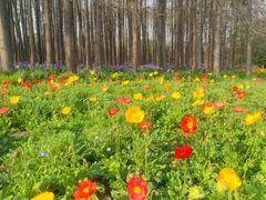 -上海共青森林公园