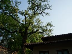 -静园(和平区)