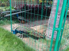 -西双版纳融创皇冠假日度假酒店