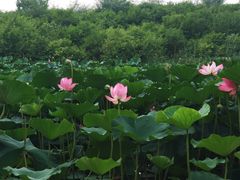 -丁香湖公园
