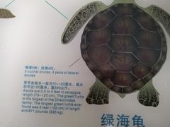 -广东惠东海龟国家级自然保护区
