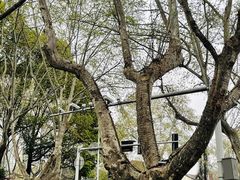 -颐和路民国时期公馆风貌区