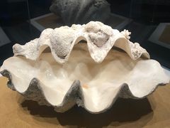 -贝林大翅鲸简餐厅(国家海洋博物馆店)