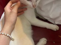 -老陈婆手工面庄