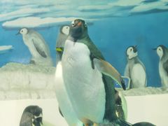 -泉城欧乐堡海洋极地世界