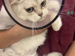 -瑞派康怡24h宠物医院·犬猫医疗中心·微创绝育(瑞景分院)