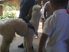 -杭州开元森泊度假乐园