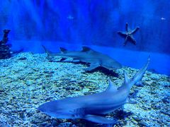 -太平洋海底世界