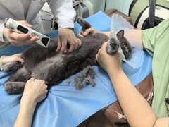 -达爱动物医院·犬猫分区·CT·复杂眼科(远洋山水分院)