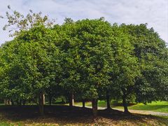 -宜兴龙背山森林公园