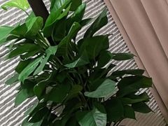 -淳SPA·精油按摩(蓝海御华大饭店)