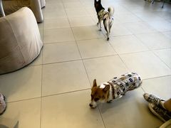 -怪兽屋·羊驼·猫咖·狗咖(俊华广场店)