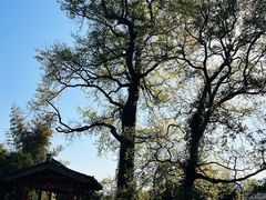 -塔川景区