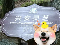 -汤旺河林海奇石景区