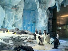 -帝企鹅自助餐厅•儿童岛•真企鹅(长隆企鹅酒店)