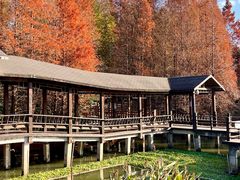 -溱湖国家湿地公园