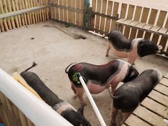 -麻涌飞鸭开心农场