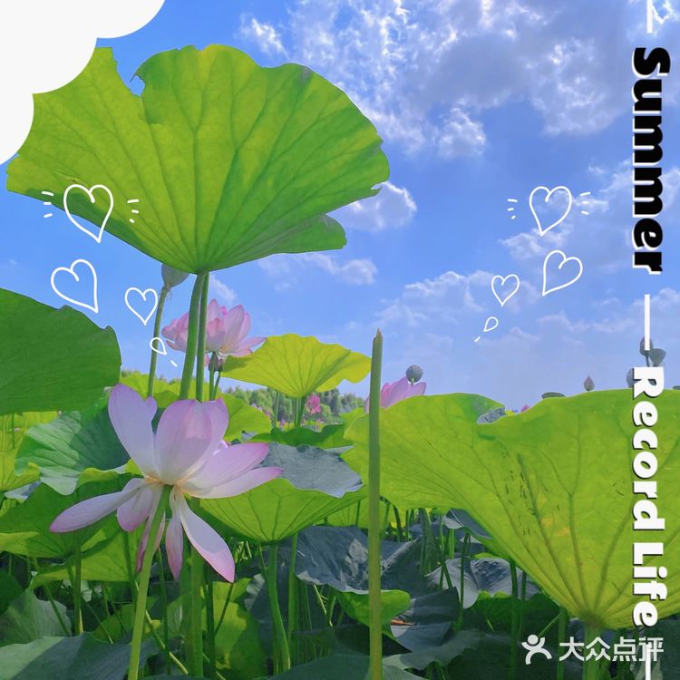 看荷花的好地方！