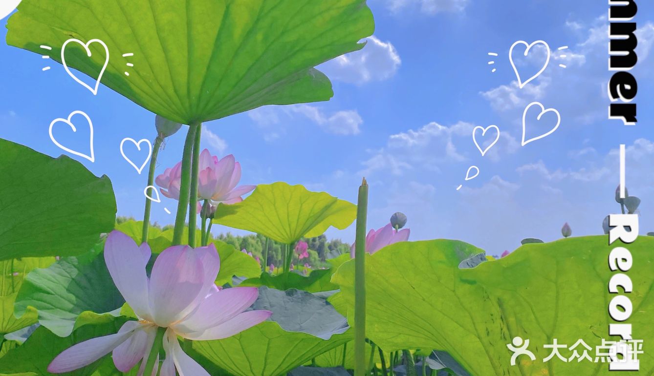 看荷花的好地方！