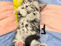 -欣宠猫屋·矮脚拿破仑·蓝金金渐层