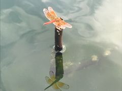 -新洲生态园