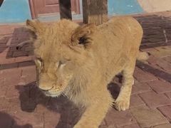 -大连森林动物园