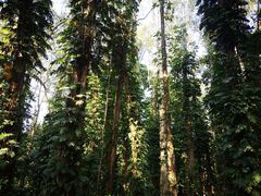 -华南国家植物园-售票处