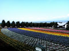 -富田农场