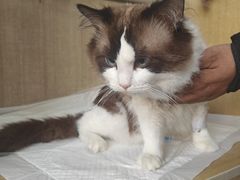 -北京观赏动物医院·24小时大型综合·猫专科·异宠专科