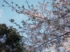 -顶屋咖喱(武大店)