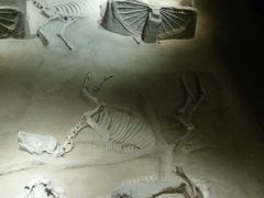 -洛阳周王城天子驾六博物馆