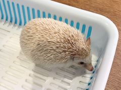 刺猬-藦茜花园宠物主题亲子互动体验馆(国顺东路店)