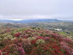 -贵州百里杜鹃风景名胜区
