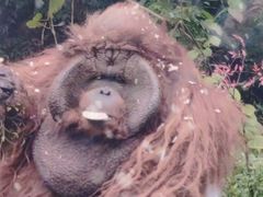 -深圳野生动物园宠物医院(西湖林语店)