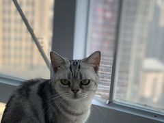 -共舞时光猫咖·狗咖(新街口店)