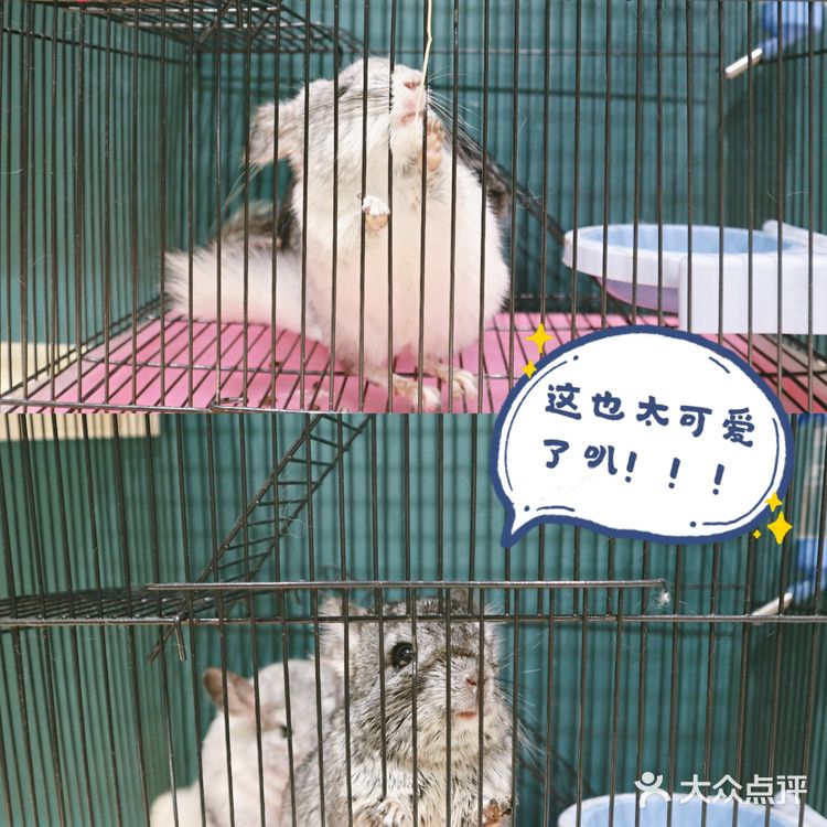 武汉撸兔|遇见萌宠江汉路探店