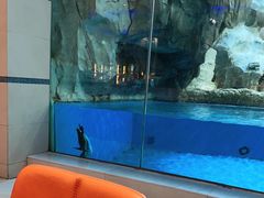 -帝企鹅自助餐厅•儿童岛•真企鹅(长隆企鹅酒店)