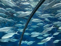 -上海海洋水族馆