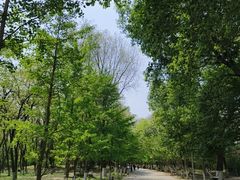 -长白岛森林公园
