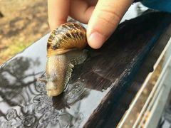 -可伦宾野生动物保护区