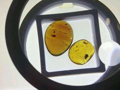 -上海昆虫博物馆