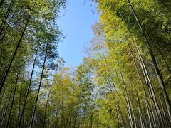 -广州市石门国家森林公园