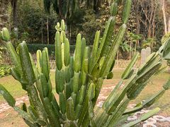 -中国科学院西双版纳热带植物园