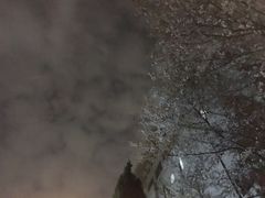 -武汉大学-樱园