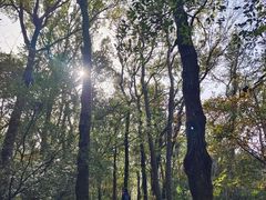 -九曜山