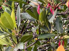 -东寨港红树林旅游区